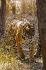 Wall Mural - tiger, panthera tigris. arrowhead, ranthambhore tiger reserve, rajasthan