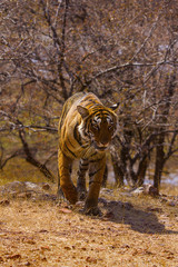 Wall Mural - tiger, panthera tigris. arrowhead, ranthambhore tiger reserve, rajasthan