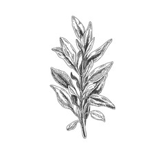 Beautiful vector hand drawn tea herb Illustration. 