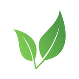 Fototapeta  - Zielony liść eko