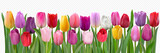 Fototapeta Tulipany - Colorful tulips pattern