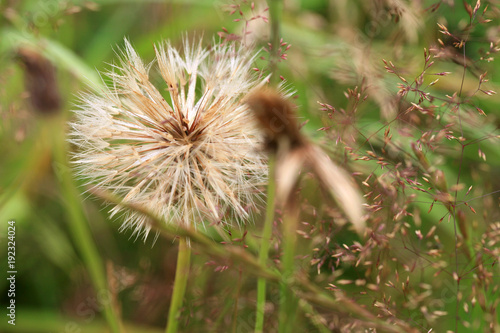 Fotografie, Obraz A ball of blossomed dandelion with seeds ready to sow.
