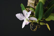 Cattleya walkeriana coerulea orchid on a dark background