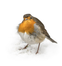 Front View Of European Robin Bird Standing On The Snow Covered Ground In Winter Looking Angry At The Viewer With White Background Around It