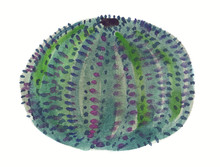 Big Green Sea Urchin Shell Painted In Watercolor On Clean White Background