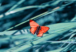 © nataba - orange little butterfly sits on the background of a blue beautiful meadow