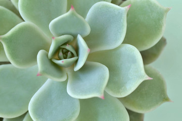 Macro of succulent plant - Echeveria