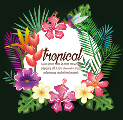 Poster - tropical and exotics flowers and leafs vector illustration design