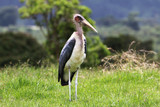 Fototapeta Sawanna - duży ptak marabut afrykański stojący w trawie