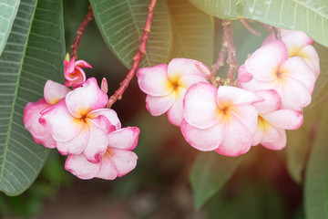 Pink flower blooming on spring meadow at the sunset., Azalea flowers , chuan chom