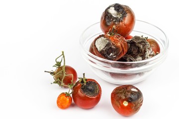 Wall Mural - Moldy tomatoes in a glass bowl on a white background. Unhealthy food. Bad storage of vegetables. Mold on food.