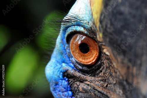 Extreme Close Up Of Animal Eye Buy This Stock Photo And Explore