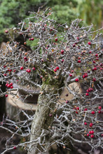 Bonsai With Fallen Leaves And Red Berries.