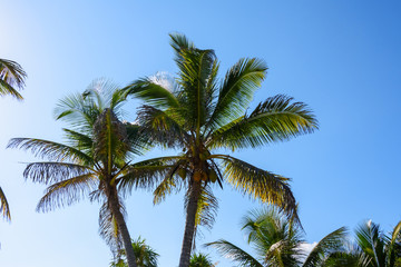 Palm trees with coconuts on a blue sky background. Roatan, Honduras.