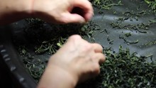 Sorting Dried Tea Leaves Taiwan
