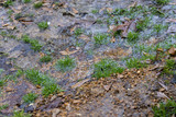 Fototapeta Sawanna - Water, Gravel, Leaves, and Grass Texture - 8