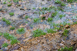 Fototapeta Sawanna - Water, Gravel, Leaves, and Grass Texture - 4