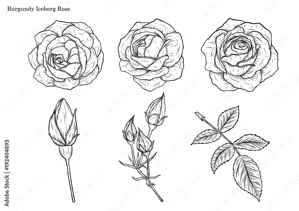 Rose vector set by hand drawing.Beautiful flower on white background ...