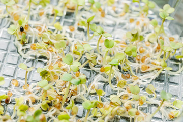 A group of young sprouted seeds in the water.