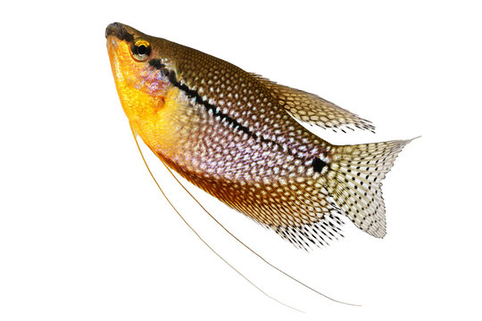 Pearl gourami Trichopodus leerii freshwater aquarium fish 