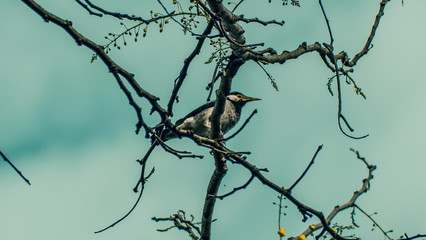 Birdie