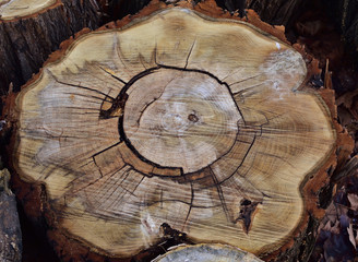 A close up of the cut of a old tree with thick bark .