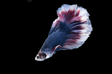 Wall Mural - Siamese fighting fish on black background