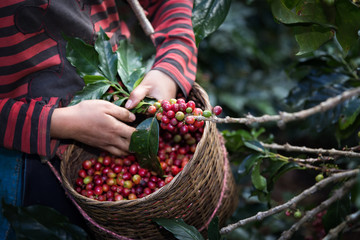 Harvest arabica coffee berries on its branch.