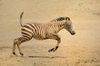 zebra,