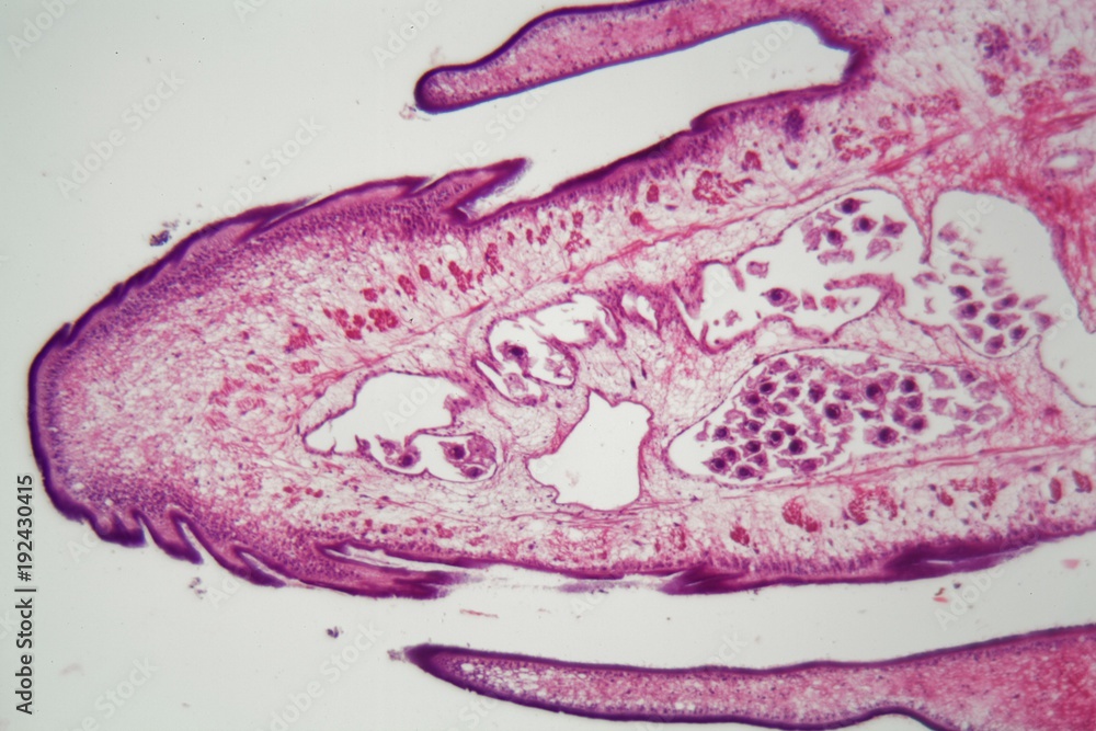Proglotides Segment of a tapeworm body (Proglottid) Stock Photo | Adobe Stock