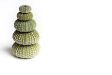 Green Sea Urchin Shells Forming A Pyramid On White Background With Copy Space.