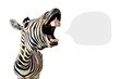 zebra with open mouth and big teeth, isolated on white background and with place for text