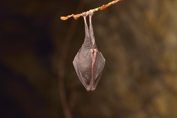 Wall Mural - Lesser Horseshoe Bat Rhinolophus hipposideros