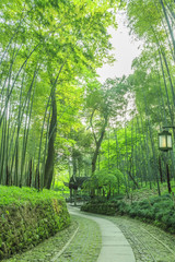 Wall Mural - bamboo forest
