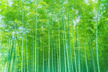Wall Mural - bamboo and bamboo forest