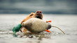 Yellow Labrador Retriever dog outdoor portrait swimming after decoy duck