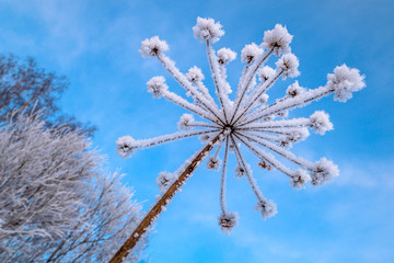  the frost on the stem of the flower against the blue sky. the branches of the tree in frost on the coldest winter day