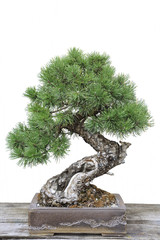 Bonsai of a pine in pot