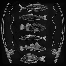 Sketch On Fishing, Popular Sea Fish, Fish Equipment. Tuna, Cod, Dorado, Sea Bass, Salmon, Mackerel. Sketch, Drawing Chalk On A Blackboard, Vector Illustration