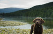 Chocolate Labrador Retriever puppy dog portrait by mountain lake