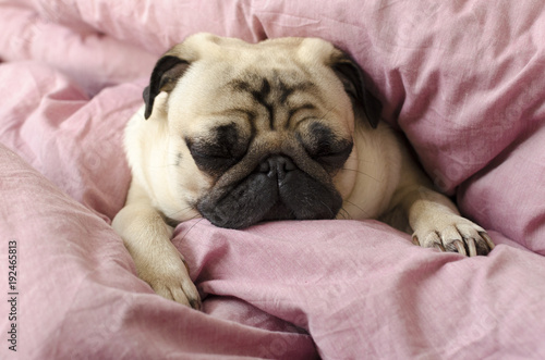 Obraz na plátně small cute dog breed pug sleeping in master's bed