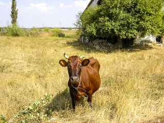 Brown cow on the pasture