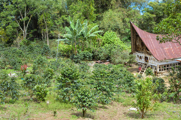 Beautiful landscape of a small coffee plantation and a traditional batak house in Lake Toba, Sumatra, Indonesia