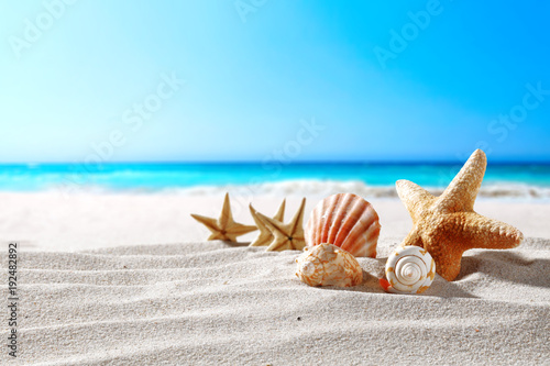Fotomural beautiful sea shells on the seashore with room for a product or advertising text