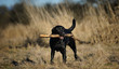 © everydoghasastory - Black Labrador Retriever dog outdoor portrait standing in field holding stick