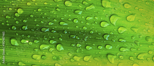 hoja verde con gotas de agua