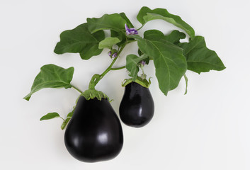 top view food eggplants with flowers and leaf isolated on white background