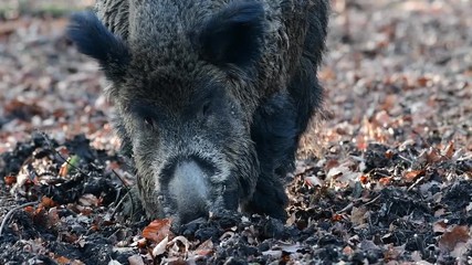 Poster - Wildschweine im Wald, Schwarzwild, Dezember, (Sus scrofa)
