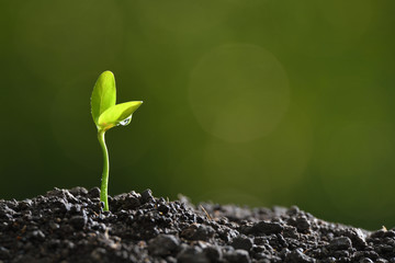 Poster - Young plant in the morning light growing out from soil
