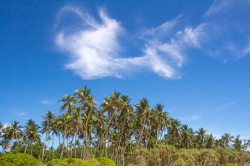  View of palm trees against sky